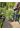 Сосна кедровая европейская Аурея (Aurea)