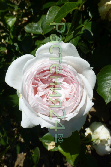 Роза английская Кейра (Keira)