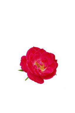 Роза миниатюрная Литтл Буккаро - фото №1